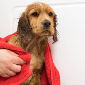 Nettoyage for Pets - Thumbnail Image 3