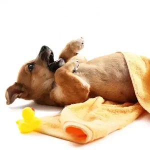Nettoyage for Pets